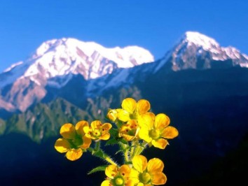 Short Mardi Himal Trek