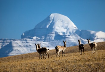 Kailash Tour